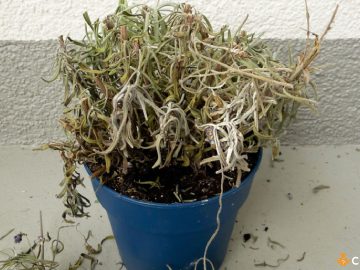 De ce se usuca lavanda. Cum sa ajuti planta sa isi revina