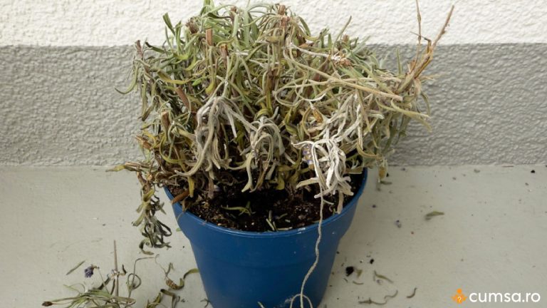 De ce se usuca lavanda. Cum sa ajuti planta sa isi revina