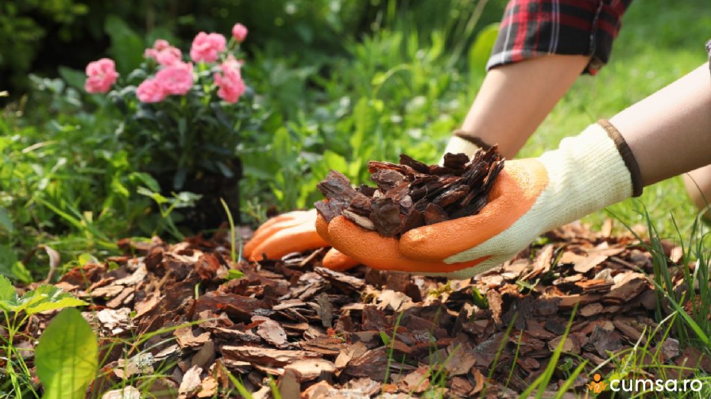 Aplicarea unui strat de mulci