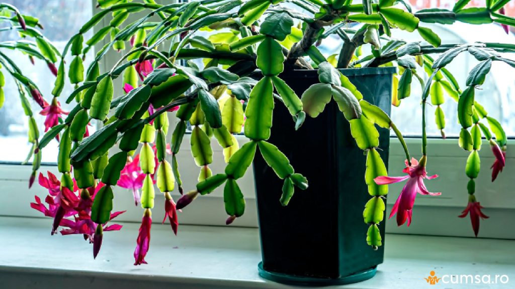 Cactusul Craciunului inflorit