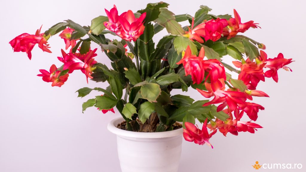 Craciunita cactus in perioada de inflorire