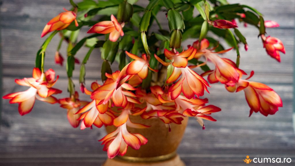 Cum sa fertilizezi Craciunita cactus