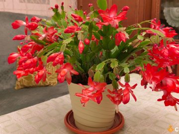 Cum sa fertilizezi Craciunita cactus cu zat de cafea si cand sa faci asta