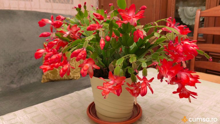 Cum sa fertilizezi Craciunita cactus cu zat de cafea si cand sa faci asta