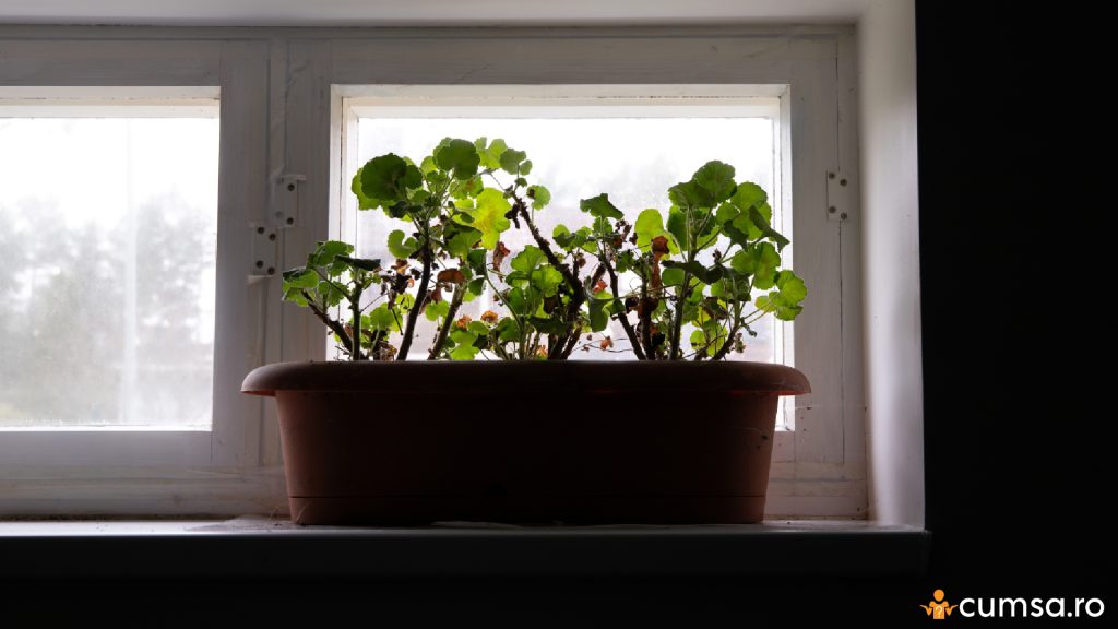 Cum sa ingrijesti muscatele dupa ce le-ai bagat in casa