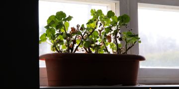 Cum sa ingrijesti muscatele dupa ce le-ai bagat in casa pe timp de iarna