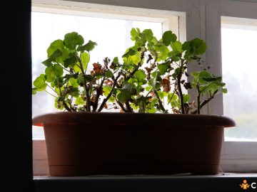 Cum sa ingrijesti muscatele dupa ce le-ai bagat in casa pe timp de iarna