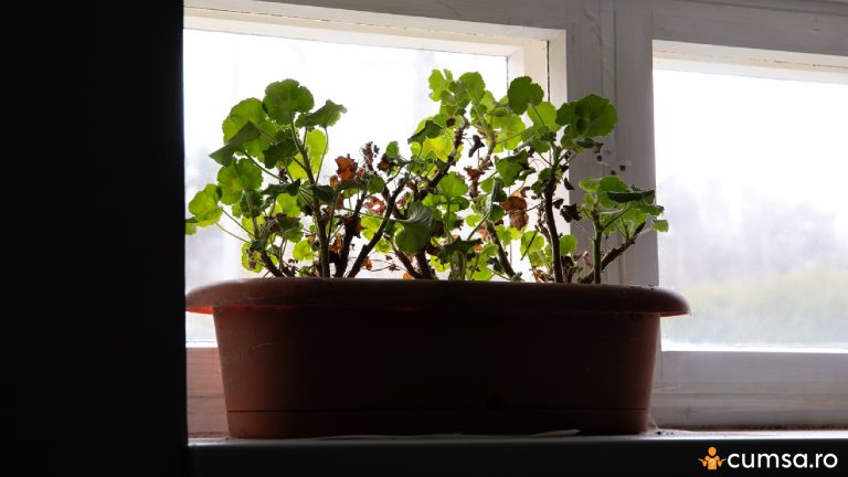 Cum sa ingrijesti muscatele dupa ce le-ai bagat in casa pe timp de iarna