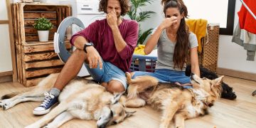 Cum sa scapi de mirosul de caine din apartament si care sunt metodele