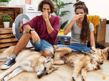 Cum sa scapi de mirosul de caine din apartament si care sunt metodele