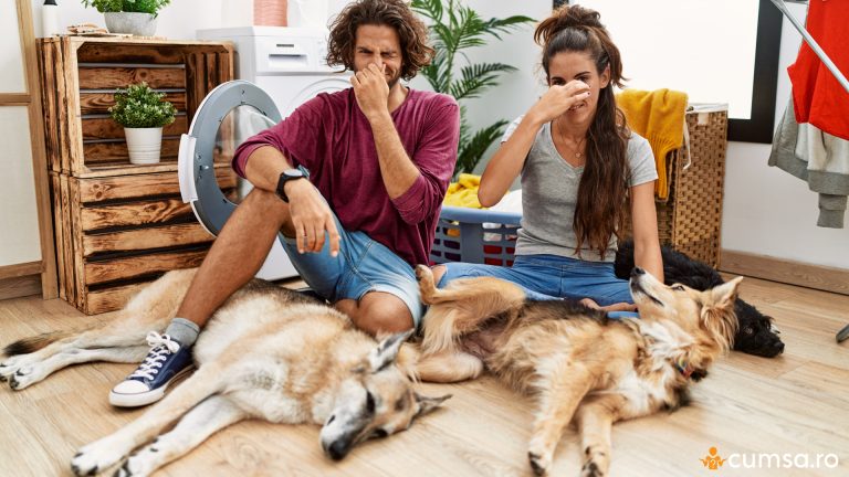 Cum sa scapi de mirosul de caine din apartament si care sunt metodele