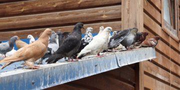 Cum sa tii porumbeii la distanta de acoperisul casei si de ce ar trebui sa faci asta