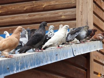Cum sa tii porumbeii la distanta de acoperisul casei si de ce ar trebui sa faci asta
