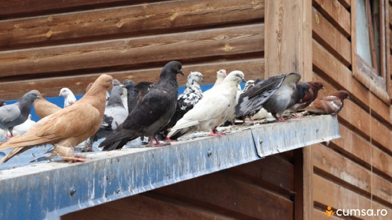 Cum sa tii porumbeii la distanta de acoperisul casei si de ce ar trebui sa faci asta
