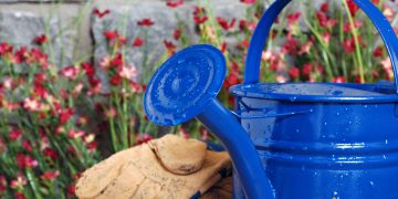 De cand nu mai trebuie sa uzi in curte toamna si cum sa ai grija de plante in sezonul rece