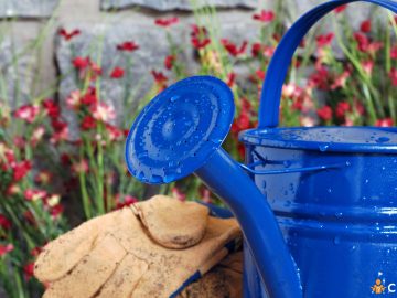 De cand nu mai trebuie sa uzi in curte toamna si cum sa ai grija de plante in sezonul rece