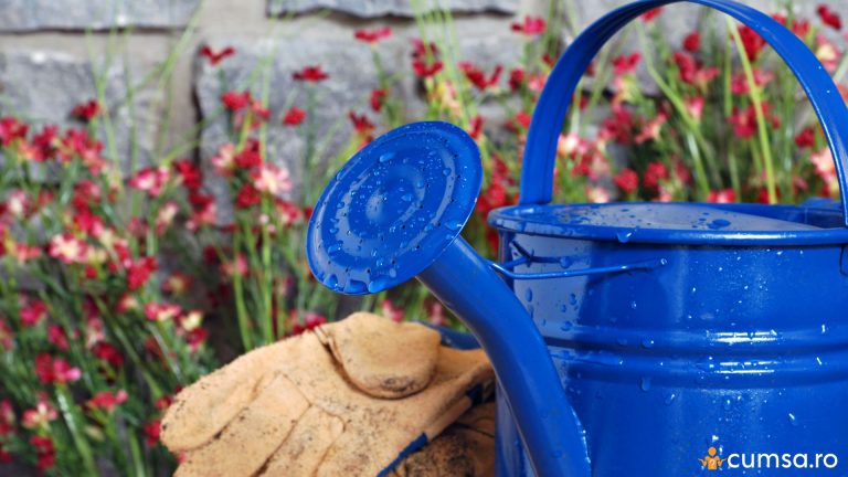 De cand nu mai trebuie sa uzi in curte toamna si cum sa ai grija de plante in sezonul rece