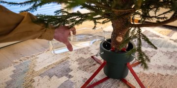 De cata apa are nevoie un brad de Craciun. Cum sa il mentii hidratat pe perioada sarbatorilor
