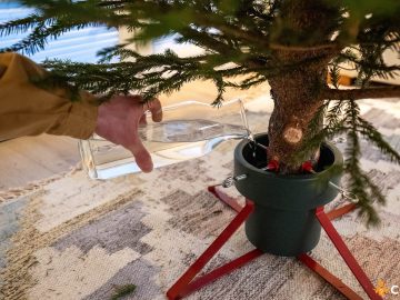 De cata apa are nevoie un brad de Craciun. Cum sa il mentii hidratat pe perioada sarbatorilor