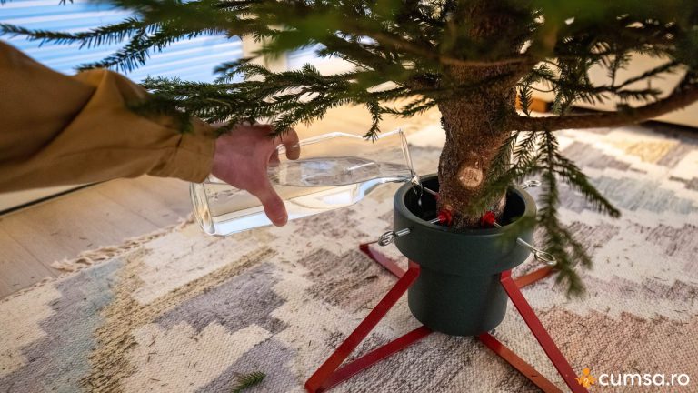 De cata apa are nevoie un brad de Craciun. Cum sa il mentii hidratat pe perioada sarbatorilor