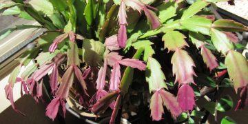 De ce se inrosesc frunzele la Cactusul Craciunului (Schlumbergera) si cum sa il ingrijesti corect