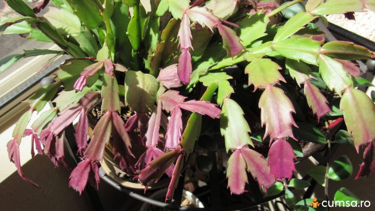 De ce se inrosesc frunzele la Cactusul Craciunului (Schlumbergera) si cum sa il ingrijesti corect