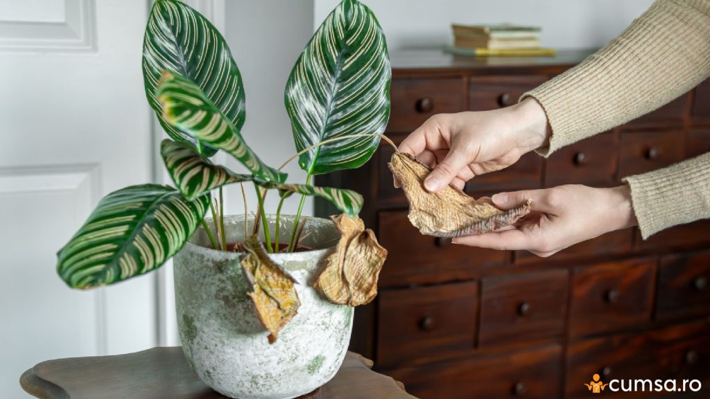 De ce se usuca plantele de apartament