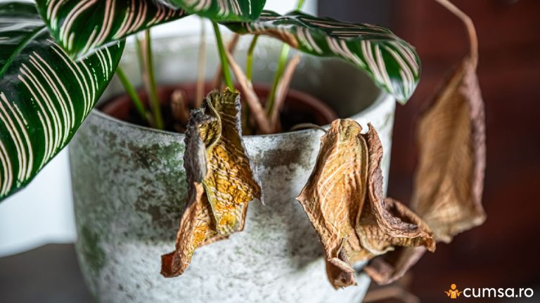 De ce se usuca plantele de apartament si cum sa le ingrijesti corect, ce greseli sa eviti