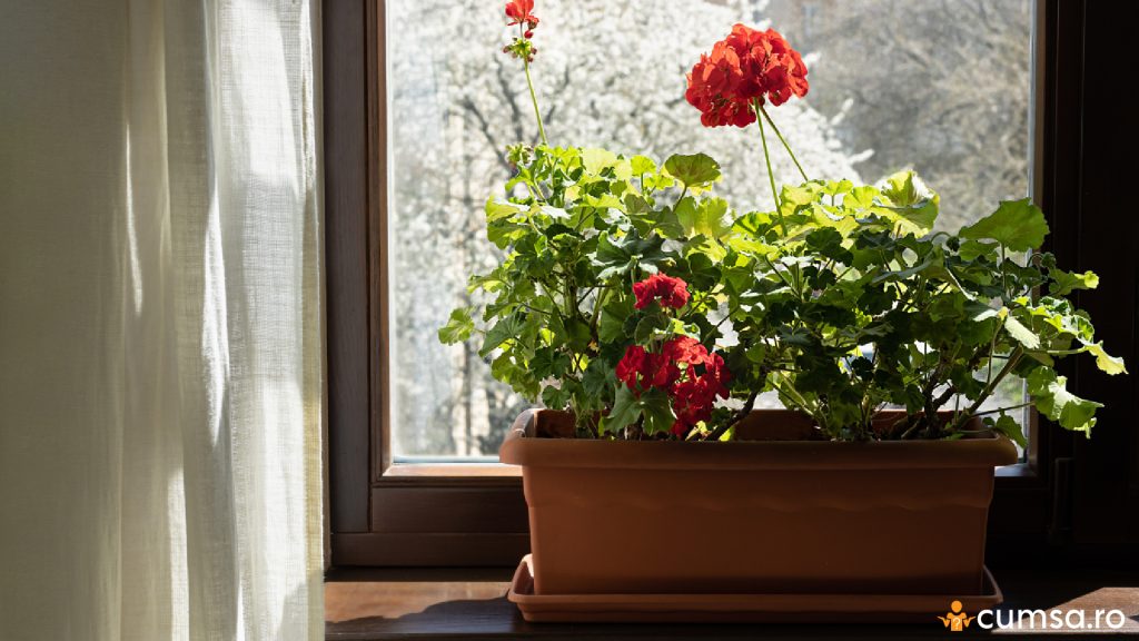 Muscate inflorite pe pervaz