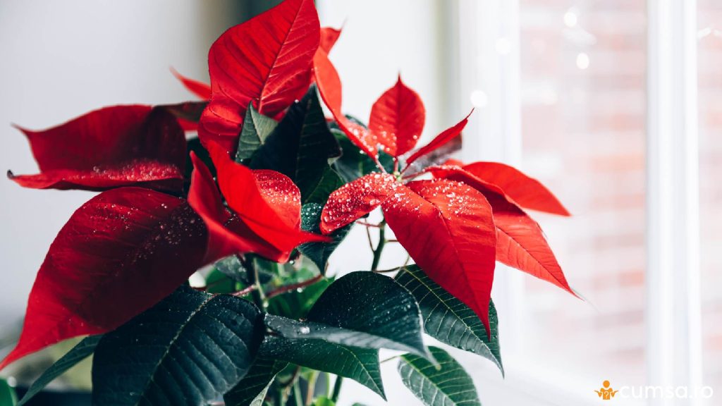 Craciunita pe pervaz