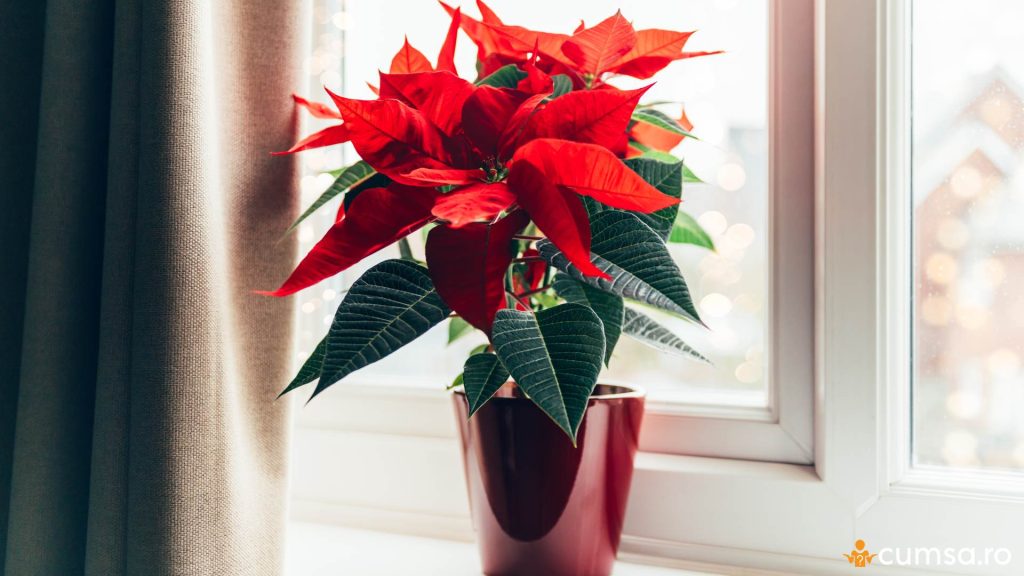 Cum sa alegi Craciunita