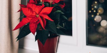 Cum sa alegi Craciunita cand o cumperi pentru ca aceasta sa reziste cat mai mult timp