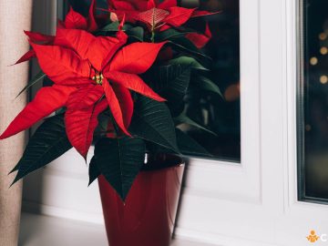 Cum sa alegi Craciunita cand o cumperi pentru ca aceasta sa reziste cat mai mult timp