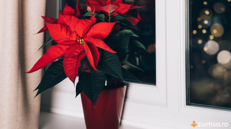 Cum sa alegi Craciunita cand o cumperi pentru ca aceasta sa reziste cat mai mult timp