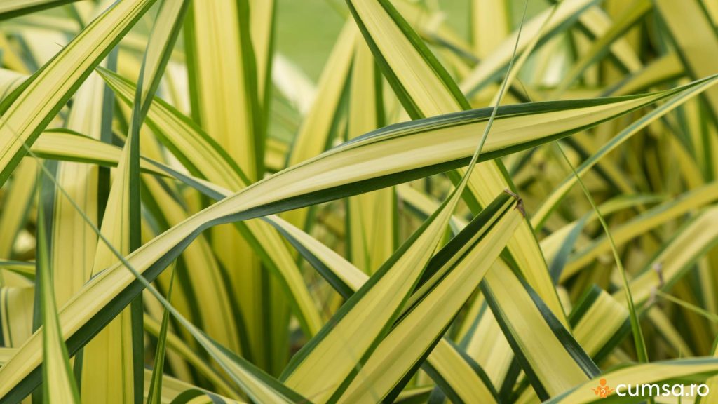 De ce se ingalbenesc frunzele la planta paianjen