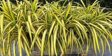 De ce se ingalbenesc frunzele la planta paianjen. Cum sa o ingrijesti in mod corect