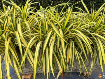 De ce se ingalbenesc frunzele la planta paianjen. Cum sa o ingrijesti in mod corect