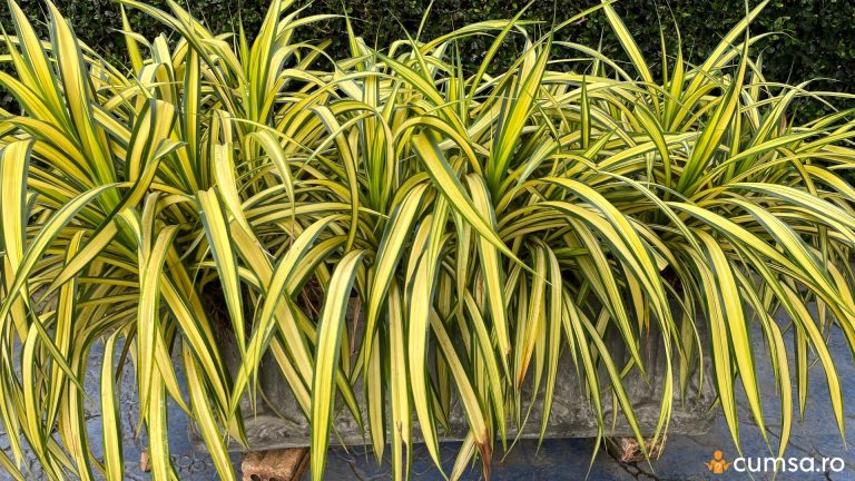 De ce se ingalbenesc frunzele la planta paianjen. Cum sa o ingrijesti in mod corect