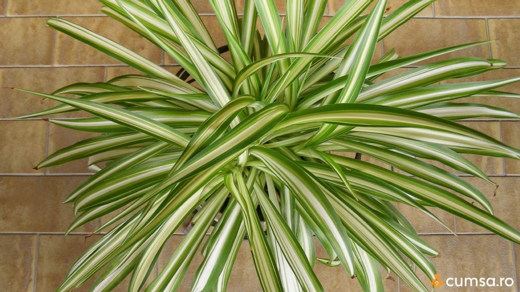 Frunze sanatoase la planta paianjen