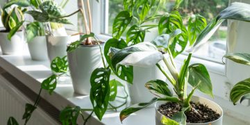 Greseli de evitat in ingrijirea plantelor iarna si cum sa faci asta in mod corect