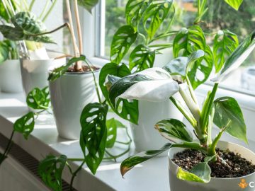 Greseli de evitat in ingrijirea plantelor iarna si cum sa faci asta in mod corect