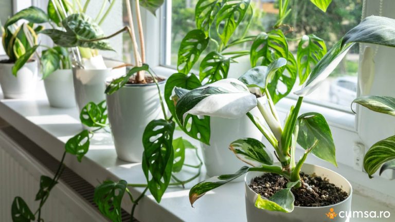 Greseli de evitat in ingrijirea plantelor iarna si cum sa faci asta in mod corect