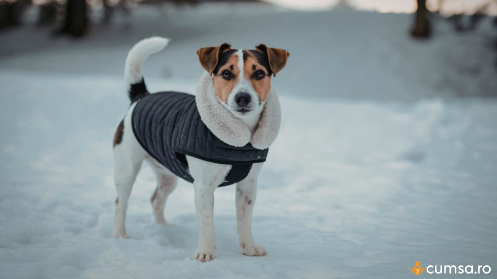 Cum sa iti protejezi cainele de ger