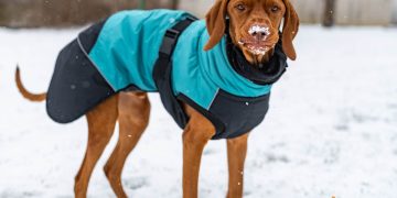 Cum sa iti protejezi cainele de ger si ce ar trebui sa faci