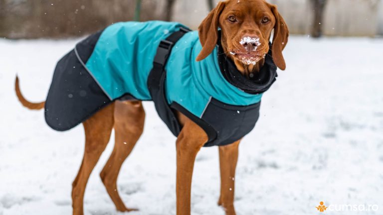 Cum sa iti protejezi cainele de ger si ce ar trebui sa faci