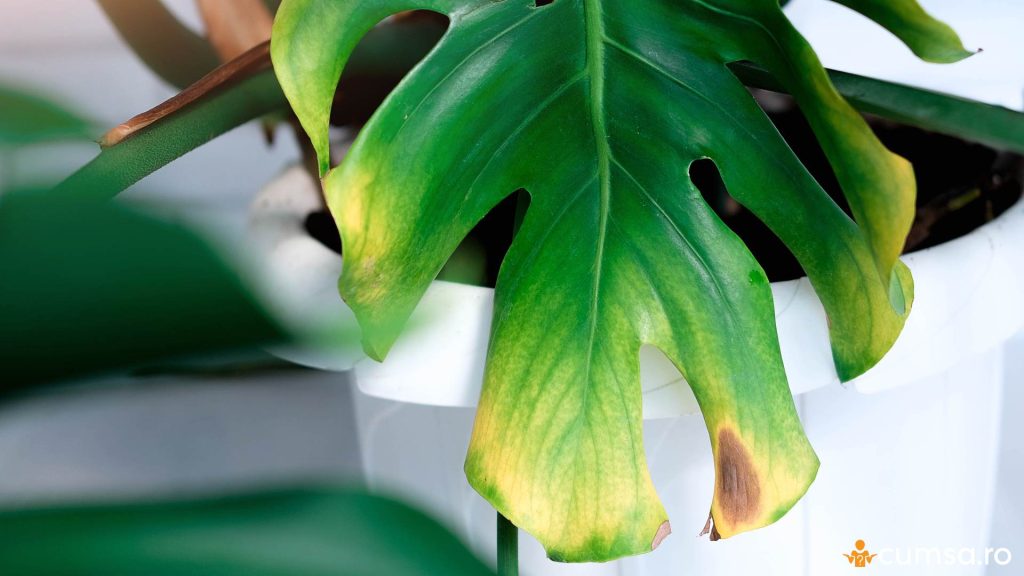 De ce se ingalbenesc frunzele la Monstera