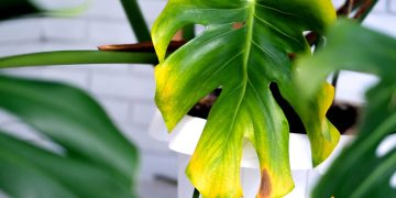 De ce se ingalbenesc frunzele la Monstera. Cum sa procedezi pentru ca planta sa isi revina