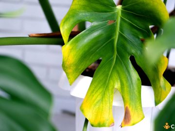 Inmultire Monstera. Cum sa faci asta corect, pentru a obtine cele mai bune  rezultate - cumsa.ro