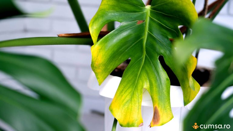 De ce se ingalbenesc frunzele la Monstera. Cum sa procedezi pentru ca planta sa isi revina
