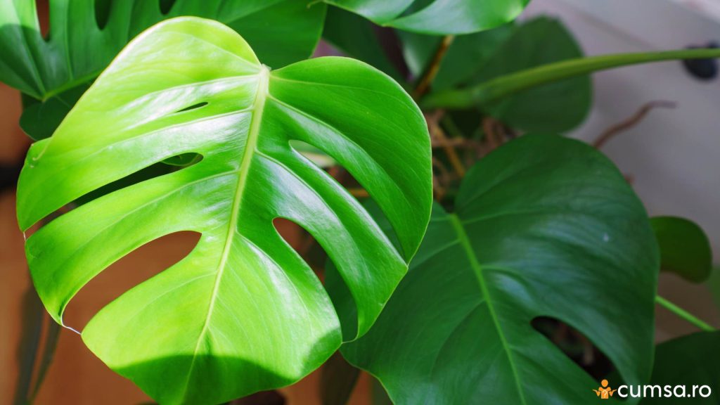 Monstera cu frunze sanatoase